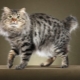 All about American Bobtail cats