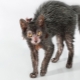 All about Likoy cats