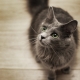 All about Nibelung cats