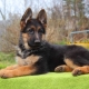 All About Black-Backed German Shepherds