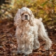 All about the American Cocker Spaniel breed