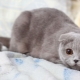 All about gray Scottish cats