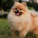 All about Spitz dogs