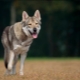 All about the wolfdogs of Saarloos