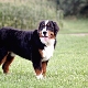 All about alpine shepherd dogs