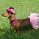 Choosing a name for the girl-dachshund