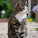 Choosing a nickname for a tabby cat