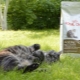 Choosing food for cats over 12 years old