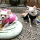 Choosing clothes for the Chihuahua