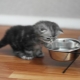 Choosing food for Scottish cats