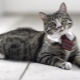 Japanese names for cats and cats