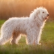 South Russian Shepherd Dog: breed standards and content