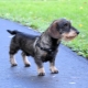 Wire-haired dachshunds: types, nature and characteristics of care