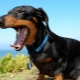 Dachshund's teeth: when do they change in a puppy and how to care for them?