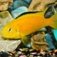 African cichlids: description, types, maintenance and care
