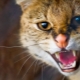 Aggression in cats and cats: the main causes and solutions to the problem