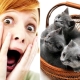 Ailurophobia: what is it and how to get rid of it?
