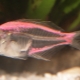 Aquarium fish glass perch: description, content and breeding