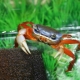 Aquarium crabs: species, feeding and maintenance