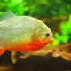 Aquarium piranhas: types and content