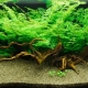 Aquarium fern: types, selection, maintenance and breeding