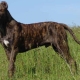 Alan dog: what the breed looks like, a description of its character and the nuances of its content