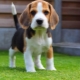 Alimony puppy: what does it mean?