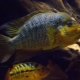 American cichlids: description and types, maintenance in the aquarium