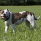 American dog breeds: varieties and tips for choosing