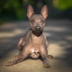 American Hairless Terrier: features, maintenance and feeding