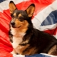 English nicknames for dogs: the best options