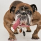 English Bulldog: breed description, life expectancy and content