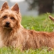 Australian Terriers: description of breeds and their content