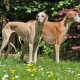 Azawak: description of dog breed, temperament and basics of care