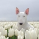 White bull terrier: description and features of the content