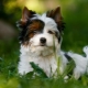 White Yorkshire Terrier: what does it look like, how to choose and care for a puppy?