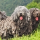 Bergamskaya Shepherd Dog: features of the breed, upbringing and maintenance