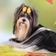 Biewer Yorkshire Terrier: what does it look like and how to keep it?