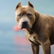 Fighting dogs: features and types