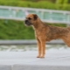 Border Terrier: breed description, upbringing and maintenance