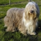 Bearded collie: features of the breed, feeding and care