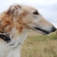 Greyhounds: description, types and rules of maintenance