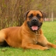Boerboel: features of the breed and the rules of its maintenance