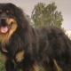Buryat-Mongolian wolfhounds: history of the breed, temperament, choice of names, basics of care