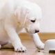What and how to feed the puppy?