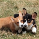 What is the difference between the Welsh Corgi Cardigan and the Welsh Corgi Pembroke?