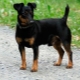 Black Jack Russell Terrier: features of the appearance and rules of maintenance