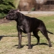 Black pitbull: description and nuances of content