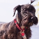 Czech Terrier: features of the breed, character, haircuts and content