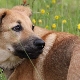 Chinook: description, advantages and disadvantages, temperament and care